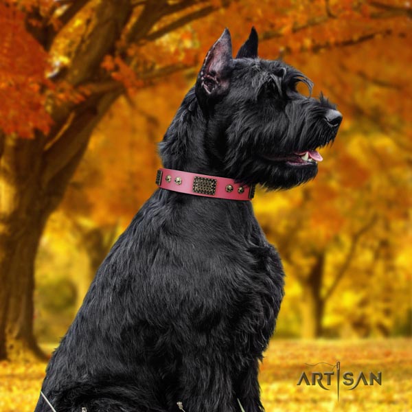 Riesenschnauzer walking full grain natural leather collar with studs for your doggie