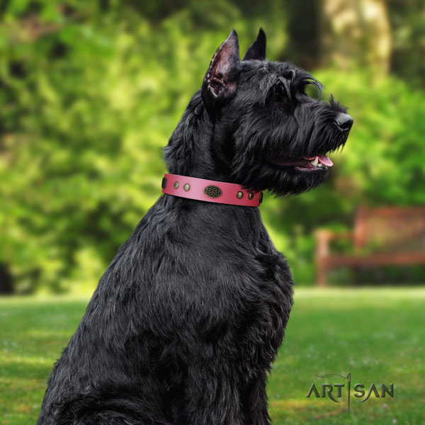 Riesenschnauzer comfortable wearing full grain natural leather collar with studs for your dog