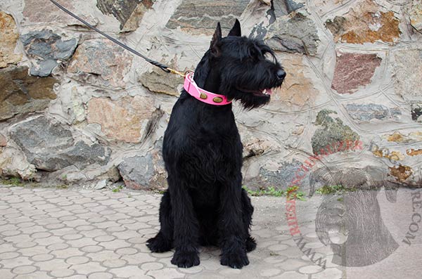 Attractive leather collar for Reisenschnauzer