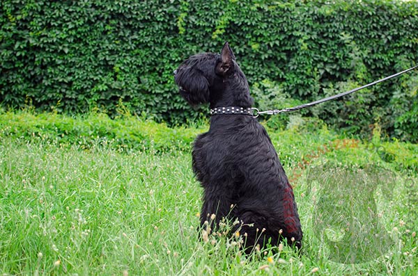 First-class collar for Riesenschnauzer