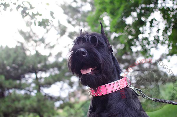 Stylish pink spikes collar for Riesenschnauzer female dogs