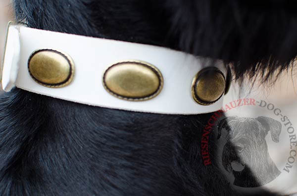 Antique brass plates on white leather dog collar