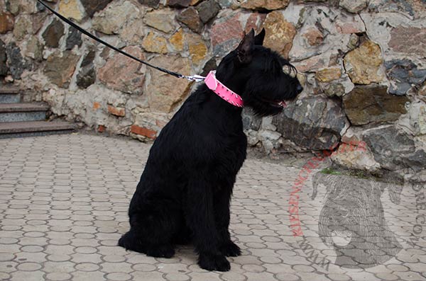 Fasionable soiked pink collar for Riesenschnauzer