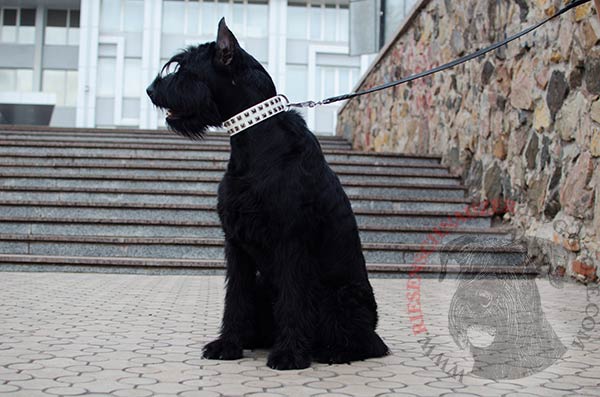 White collar decorated with dotted studs for Riesenschnauzer