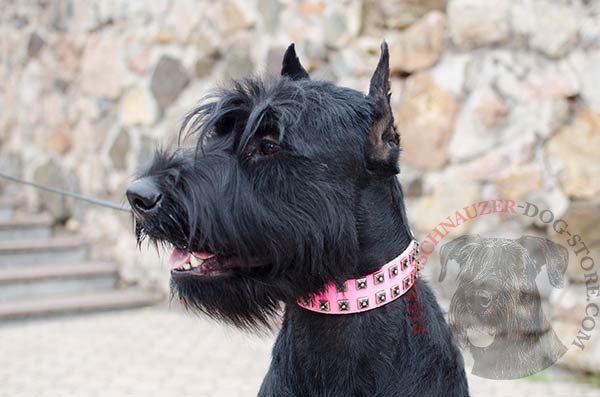 Studded pink collar with trendy design