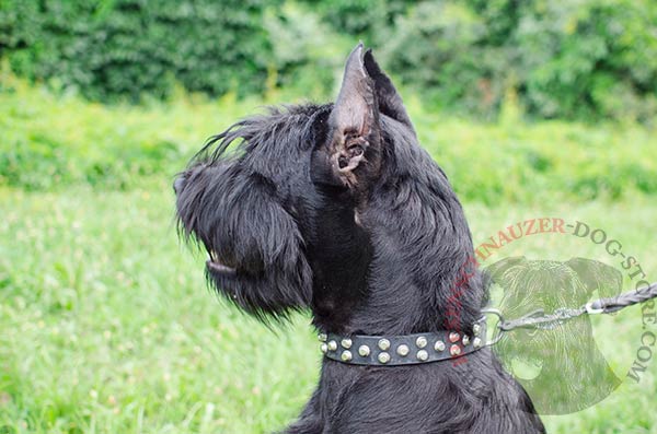 Walking Leather Riesenschnauzer Collar with Attractive Silver-like Cones