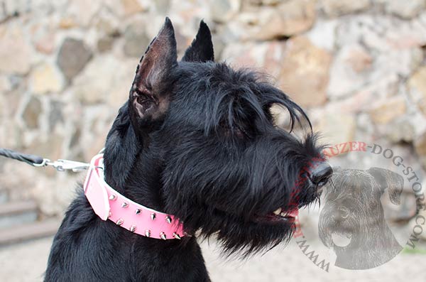 Attractive leather spiked collar in girlish pink color
