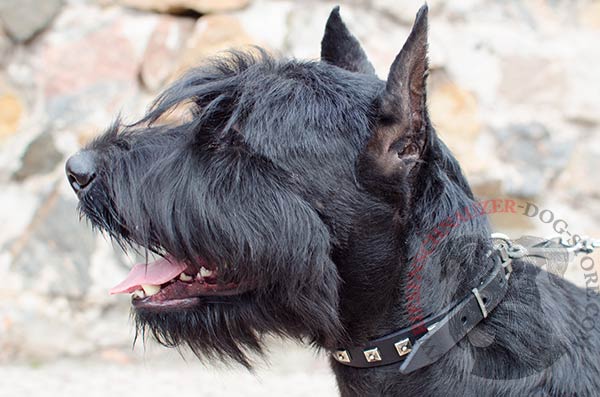Unique design of leather reisenschnauzer collar