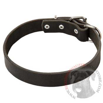 Leather Dog Collar Simple  Design for Riesenschnauzer