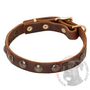 small dog collar