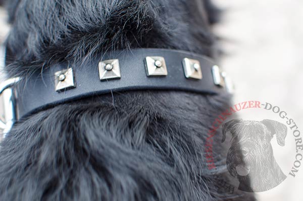 Nickel-plated square studs set along strong leather collar