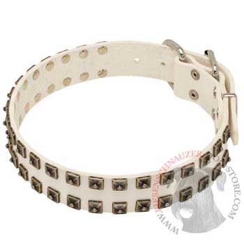 Studded White Leather Dog Collar for Riesenschnauzer
