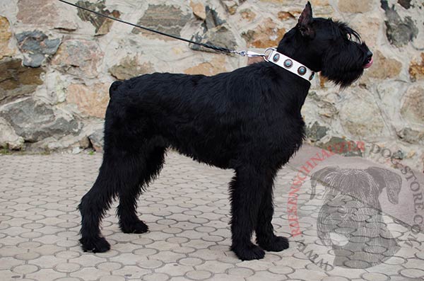 Handmade leather Reisenschnauzer collar in white color