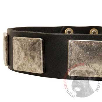 Wide Leather Riesenschnauzer Collar for Walking