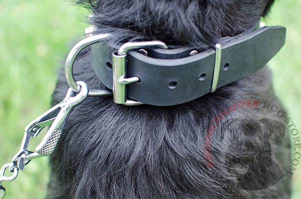Nickel-plated buckle on easily adjustable Reisenschnauzer collar 