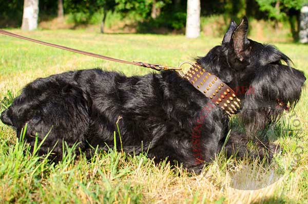 Wide Walking Leather Riesenschnauzer Collar Decorated with Spikes 