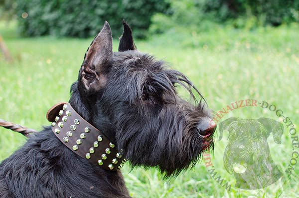 Wide leather Riesenschnauzer collar with nickel-plated cones