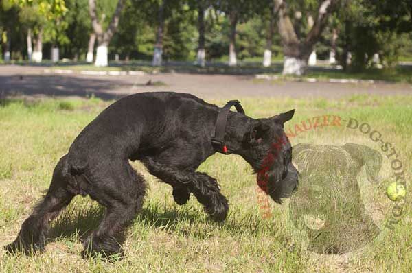 Riesenschnauzer collar equipped with easy quick release buckle