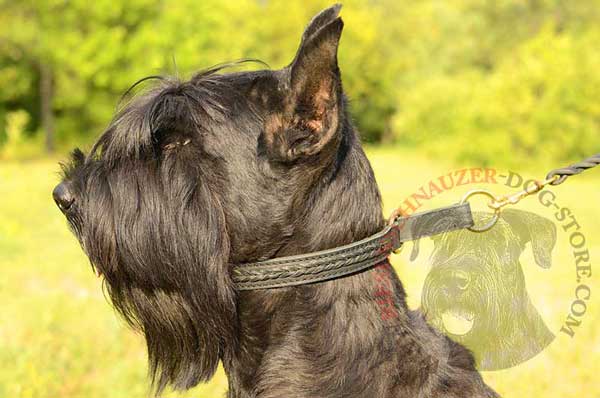 Riesenschnauzer collar leather choker braided all over meant for behavior correction