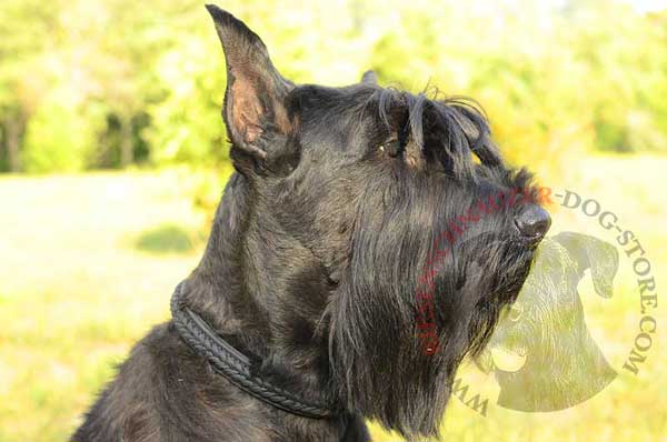 Braided leather Riesenschnauzer collar super fashionable for everyday usage