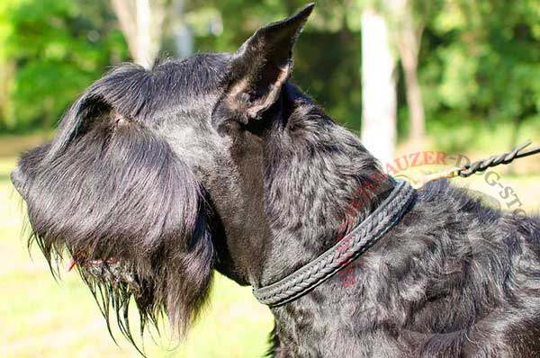 Braided dog collar leather for everyday activities with Riesenschnauzer