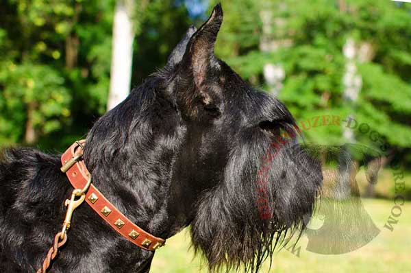 Dog collar leather brass spikes decorated for walking with Riesenschnauzer