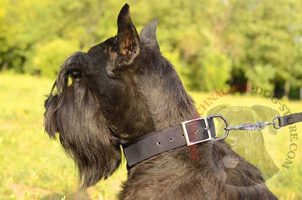 Practical dog collar classic for Riesenschnauzer walking and training