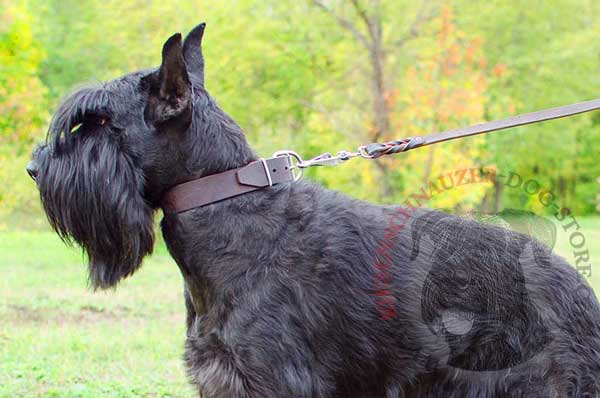 Classic dog collar crafted of full grain leather for Riesenschnauzer