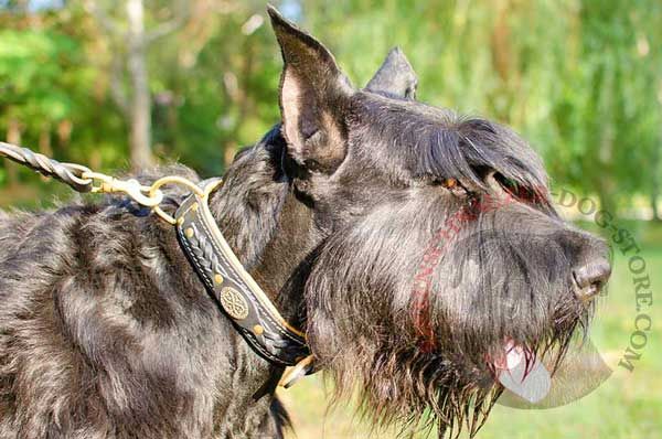 Riesenschnauzer collar leather with decoration and inside padding 