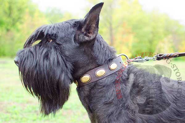 Designer Riesenschnauzer collar decorated with vintage brass ovals for walking