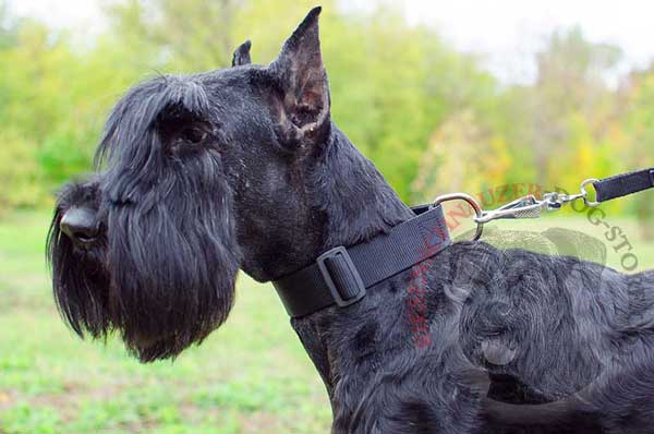 Easy adjustable dog collar made of nylon for daily wear