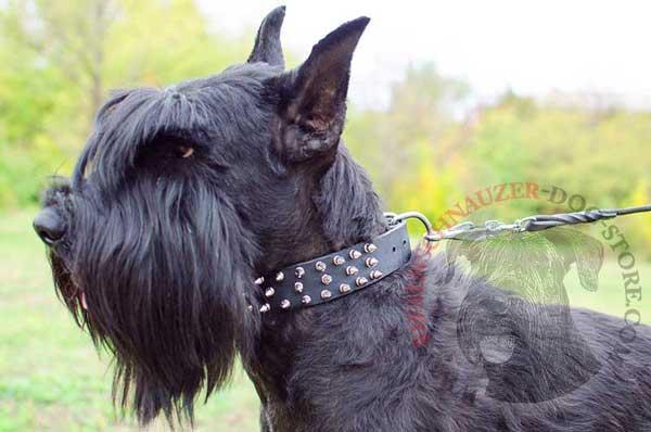 Dog collar leather decorated with many spikes for Riesenschnauzer