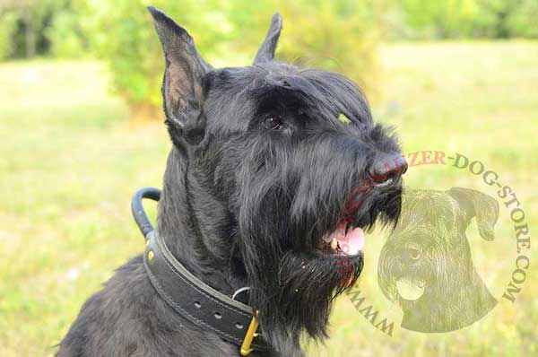 Riesenschnauzer collar made of 2 ply leather for better durability