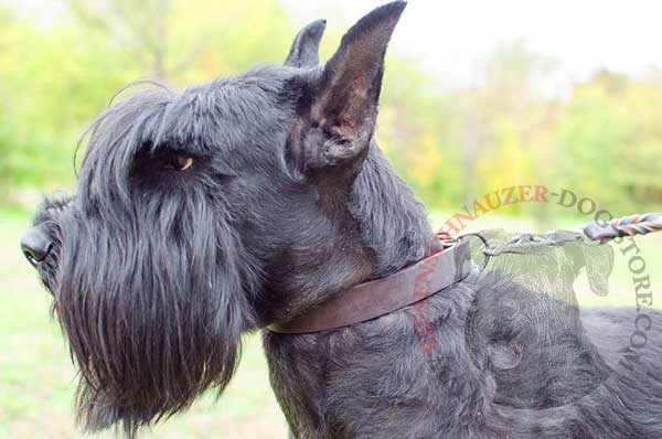 Dog collar leather comfortable for Riesenschnauzer
