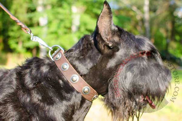 Leather dog collar made with pretty conchos for walking Riesenschnauzer 