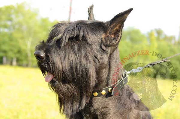Designer dog collar leather stud decorated for Riesenschnauzer