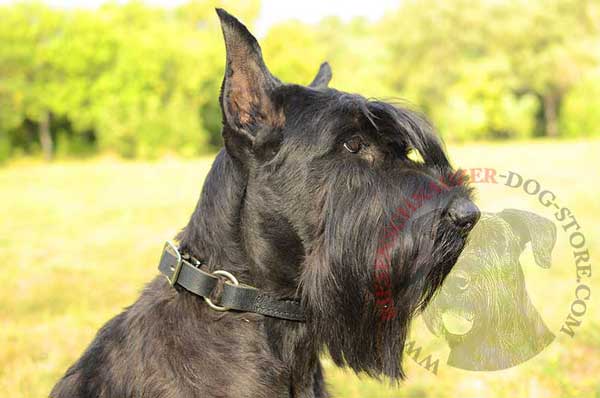 Training Riesenschnauzer leather collar adjustable extra strong