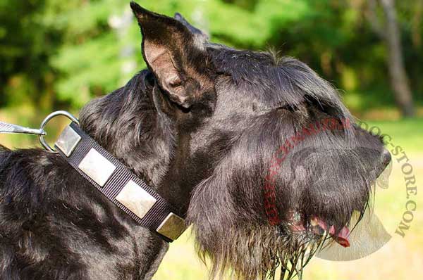 Nylon dog collar with amazing steel nickel plated decoration for Riesenschnauzer