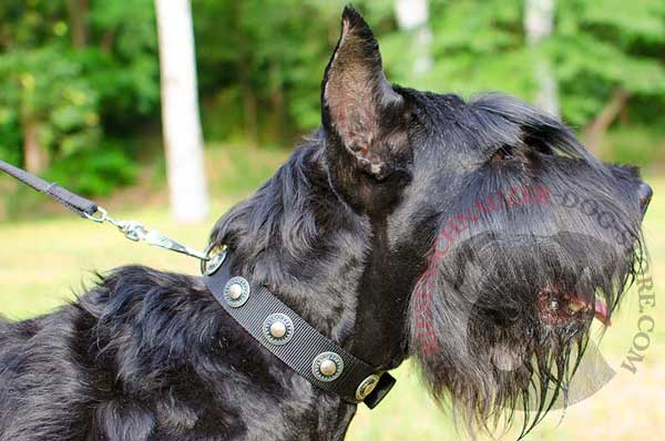 Nylon dog collar with superb decoration - nickel circles for Riesenschnauzer