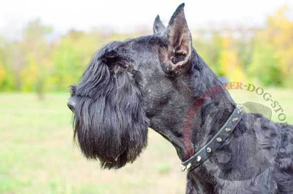 Leather Riesenschnauzer collar with nickel-plated spikes for walks