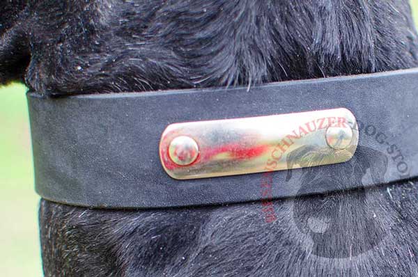 Blank steel nickel plated ID tag reliably fixed on leather dog collar