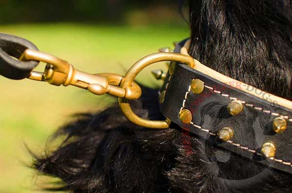 Brass strong hardware - riveted D-ring secured with dog leash