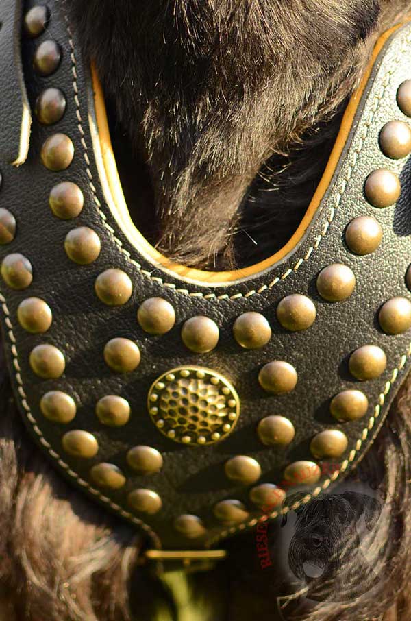 Brass Studs and Brooch Fixed with Rivets on Leather Riesenschnauzer Harness