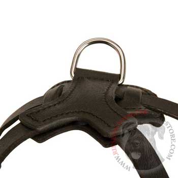D-ring Attached to Riesenschnauzer Harness