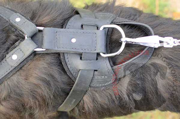 Nickel D-ring For Lead Control Over The Dog
