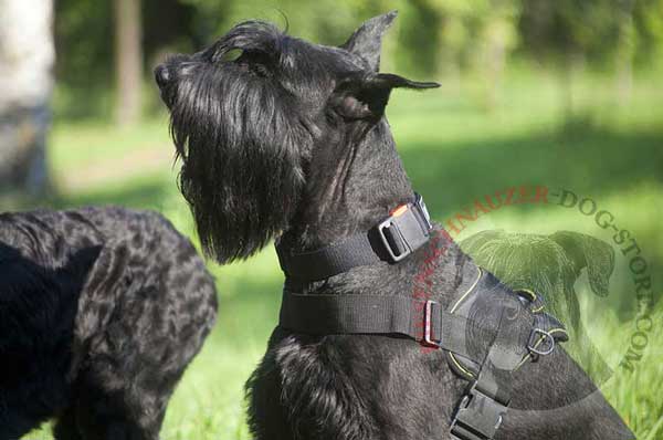 All Weather Riesenschnauzer Nylon Harness with Steel Nickel Plated D-rings