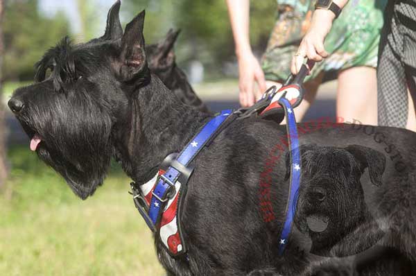 Bright Painted Leather Harness for Riesenschnauzer Better Control