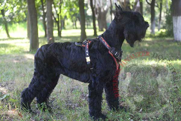 Handpainted Leather Riesenschnauzer Harness for Effective Protection Dog Training