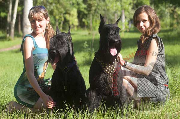 Leather Harness for Riesenschnauzer Walking in Style
