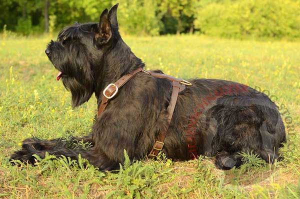 Riesenschnauzer Leather Harness for Off Leash and Obedience Training